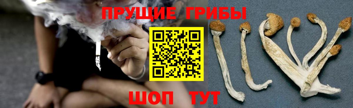Псилоцибиновые грибы мухоморы  купить  цена  Аргун  Вход с VPN 